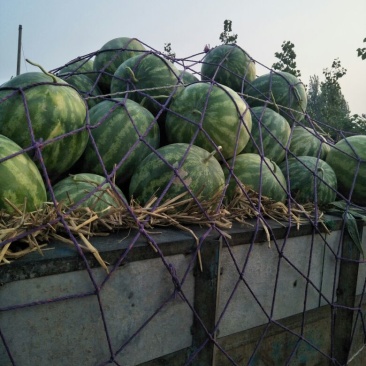 花皮无籽西瓜8斤打底8成熟1茬