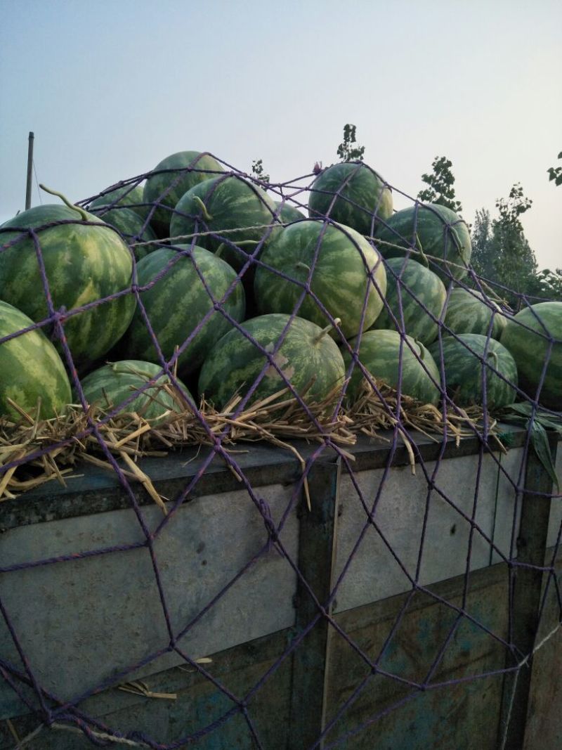 花皮无籽西瓜8斤打底8成熟1茬