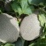 哈密瓜5斤以上椭圆形