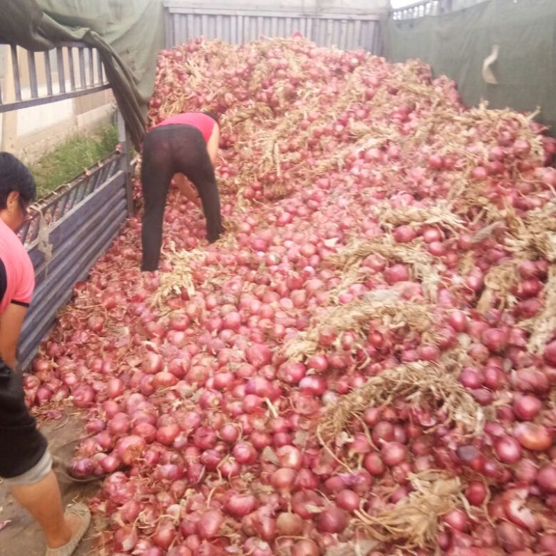 红皮洋葱4~8厘米