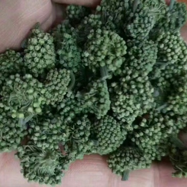 三七花无柄