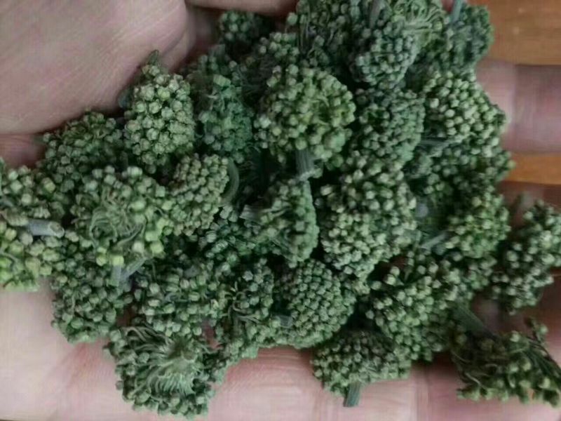 三七花无柄