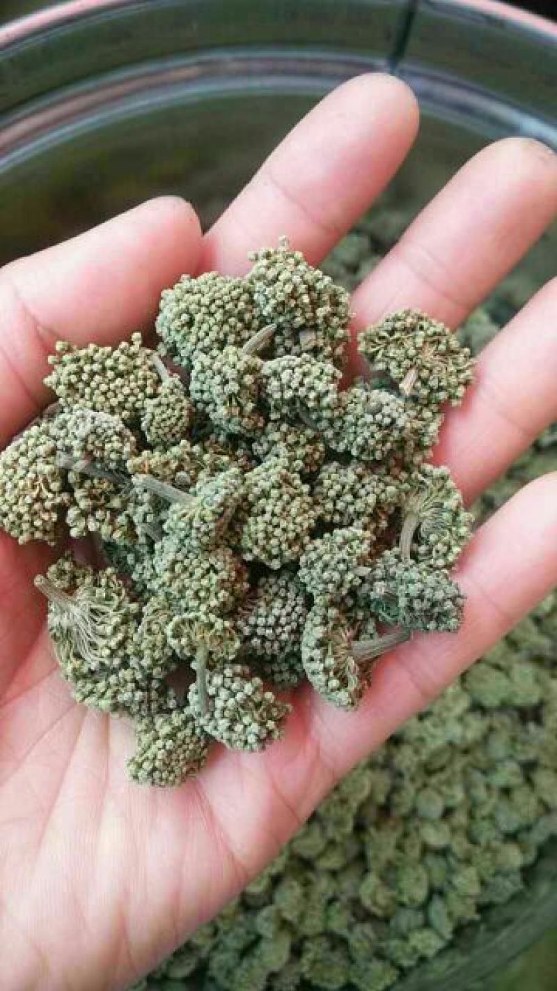 三七花无柄