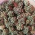 三七花无柄