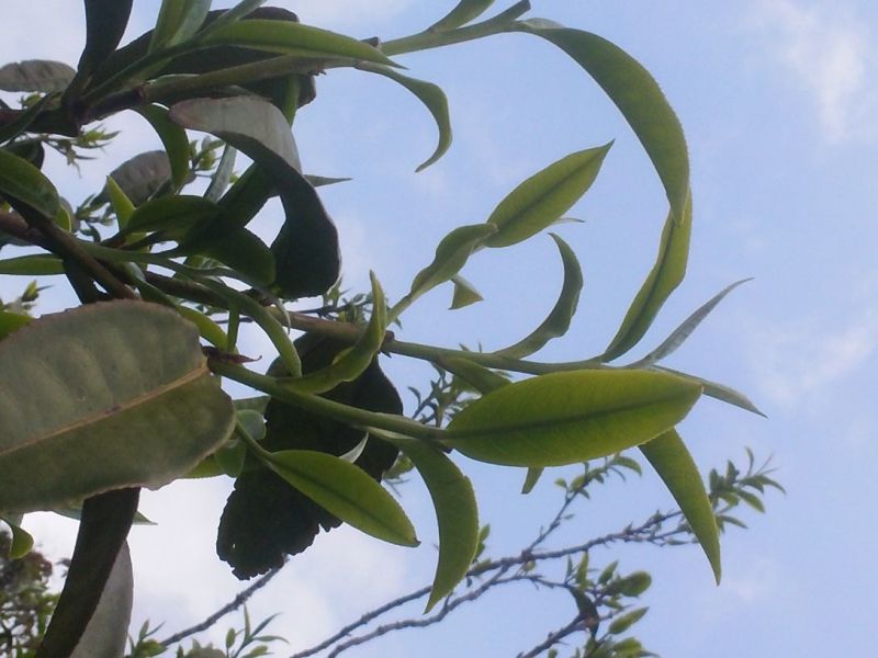 古树普洱茶三级