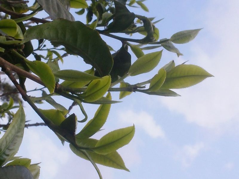 古树普洱茶三级