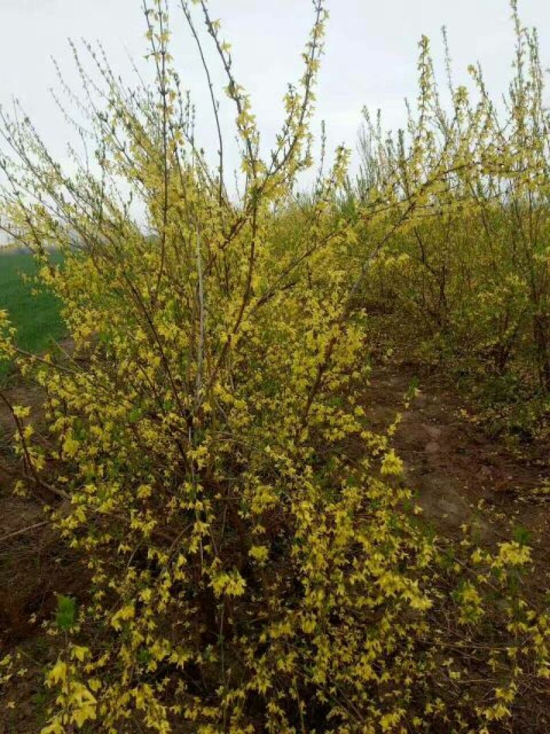 连翘苗40~50cm
