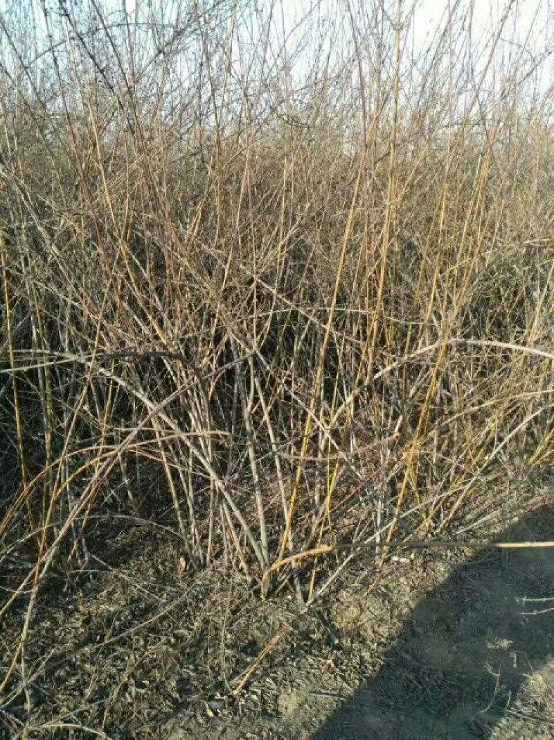 连翘苗40~50cm