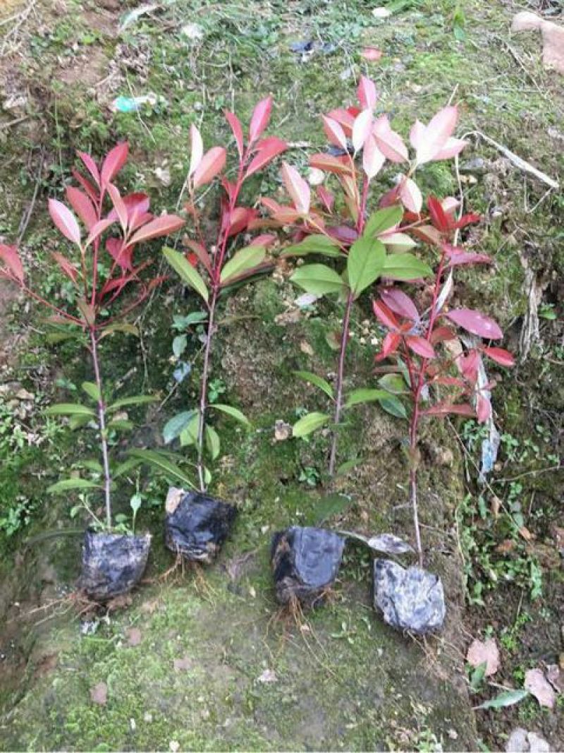 红叶石楠苗40~50cm