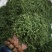 普洱茶三级