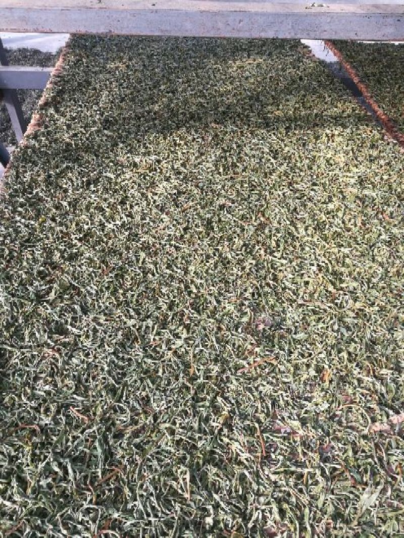普洱茶三级