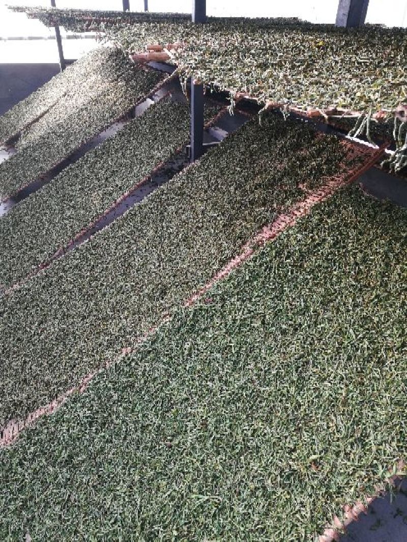 普洱茶三级