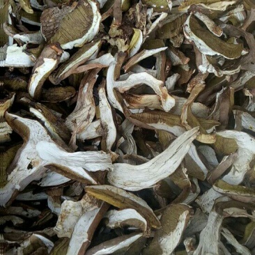 美味牛肝菌一级粗柄羊肚菌
