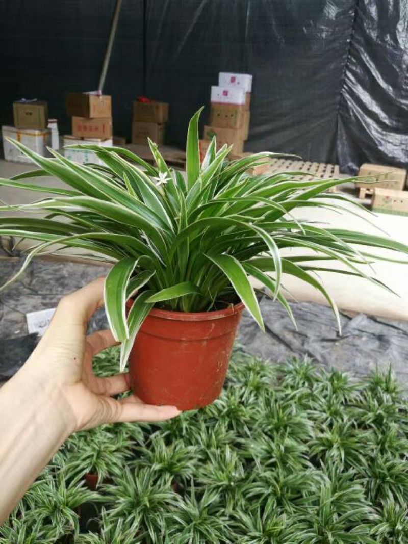 吊兰30~50cm
