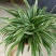 吊兰30~50cm