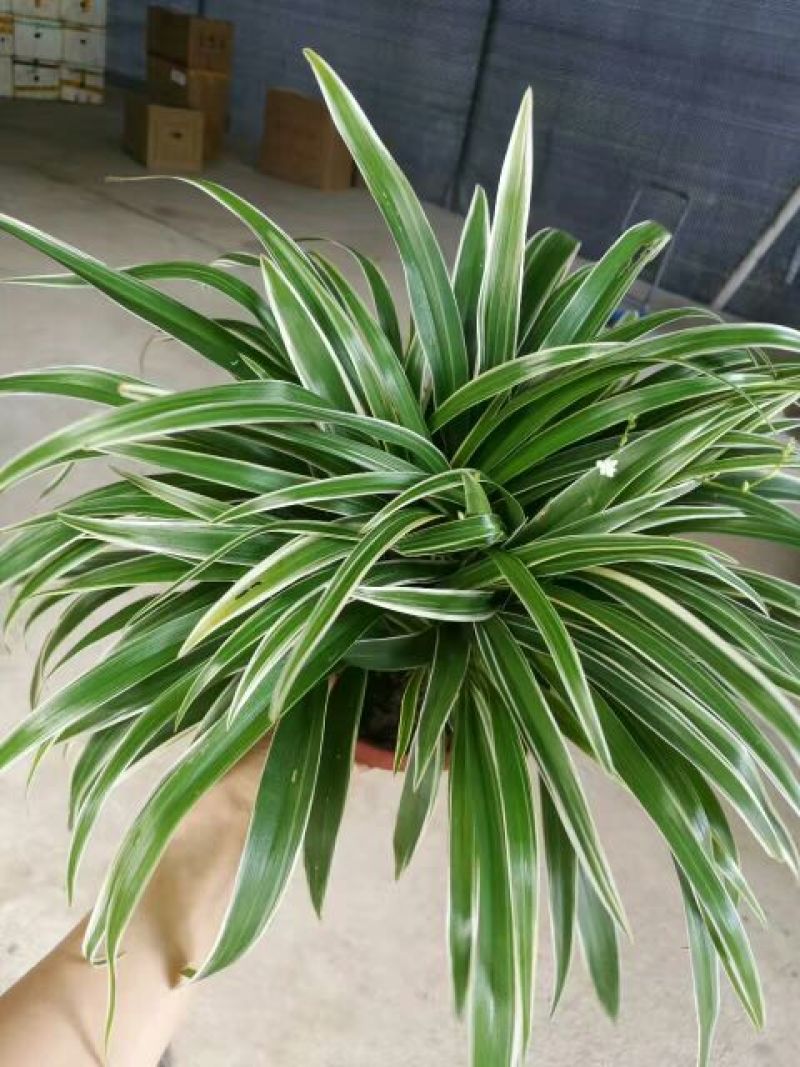 吊兰30~50cm