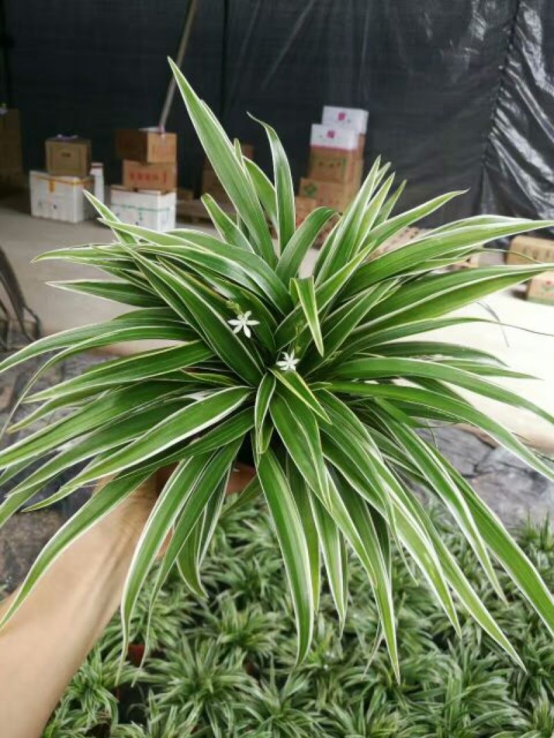 吊兰30~50cm