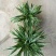 吊兰30~50cm