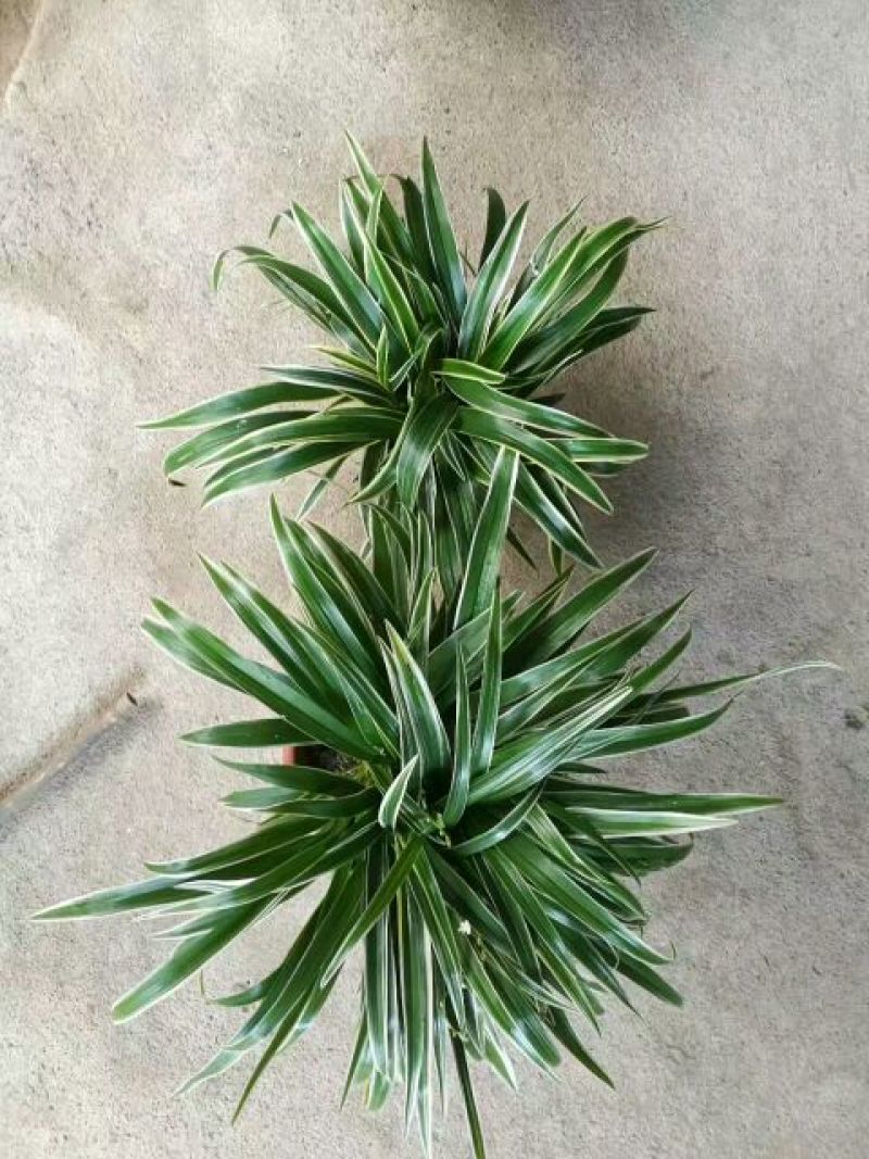 吊兰30~50cm