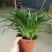 吊兰30~50cm