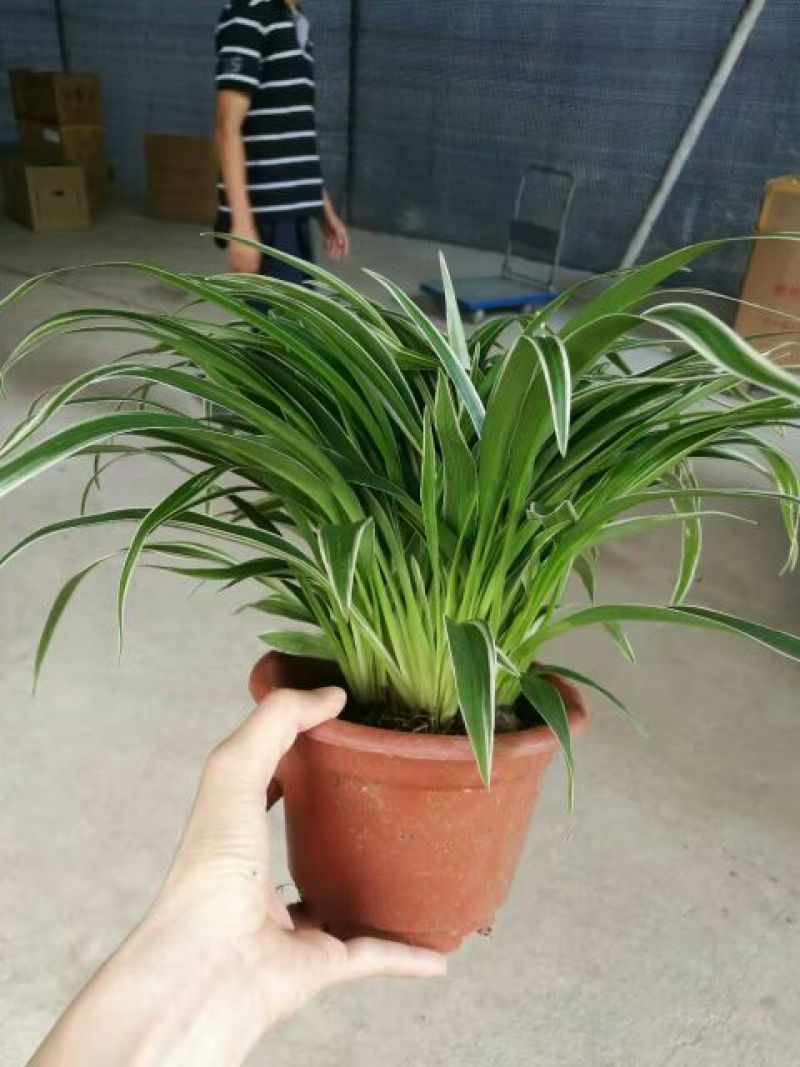 吊兰30~50cm