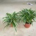 吊兰30~50cm