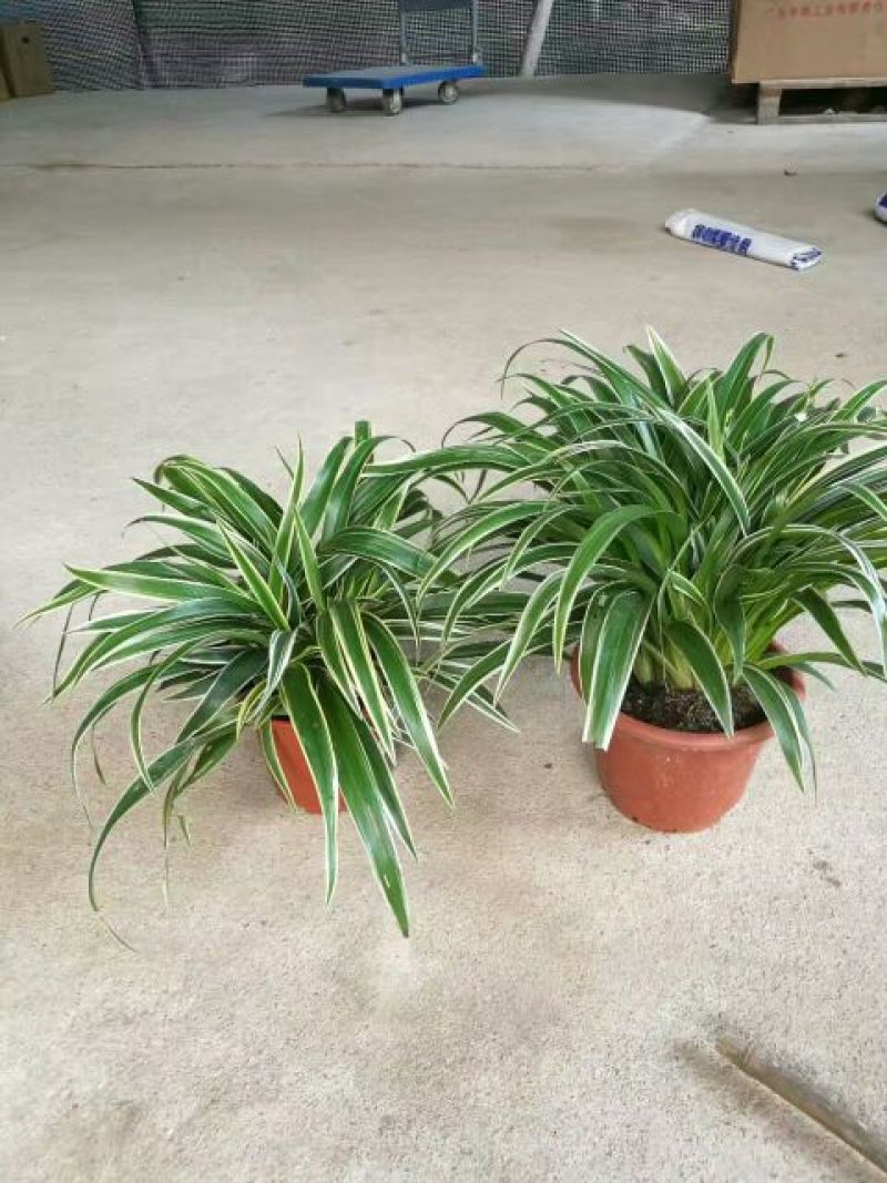 吊兰30~50cm