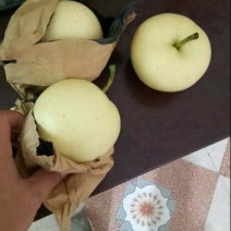 安徽皇冠梨青皇冠纸膜袋白皇冠大量供应现摘现发