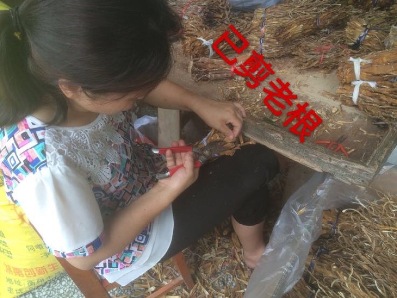 笋干淡笋干