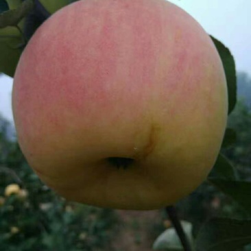 华硕苹果75mm以上膜袋