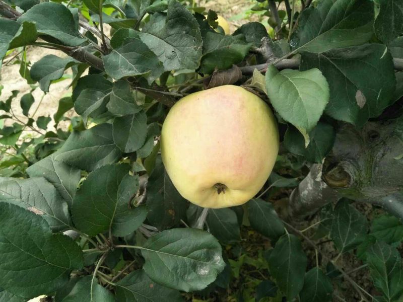 华硕苹果75mm以上膜袋