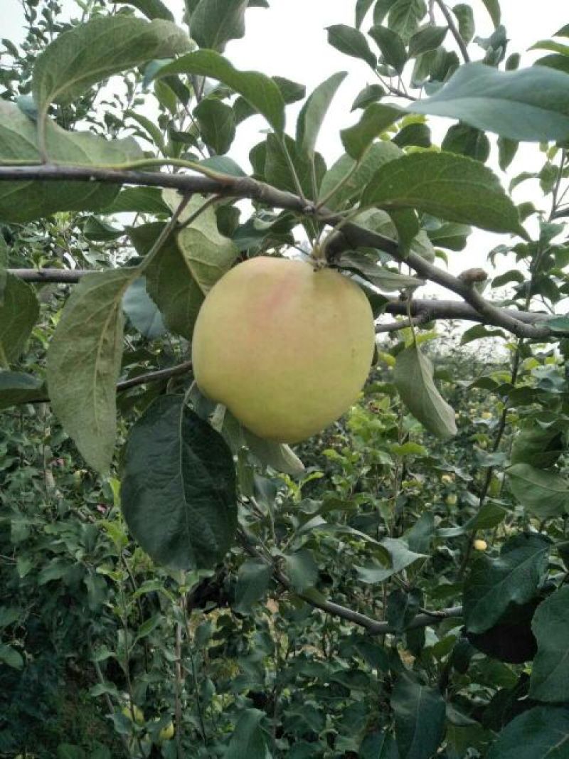 华硕苹果75mm以上膜袋