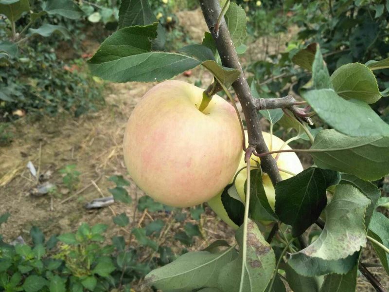 华硕苹果75mm以上膜袋