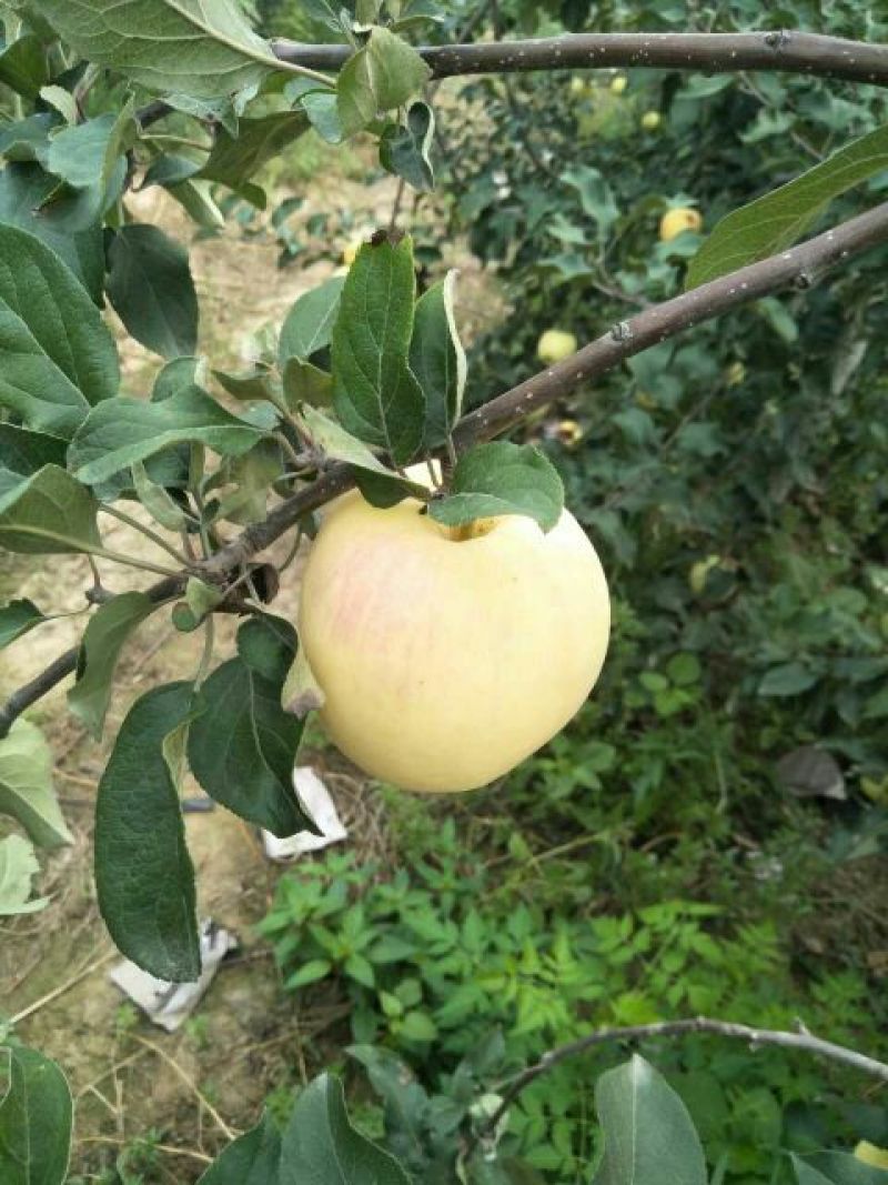 华硕苹果75mm以上膜袋