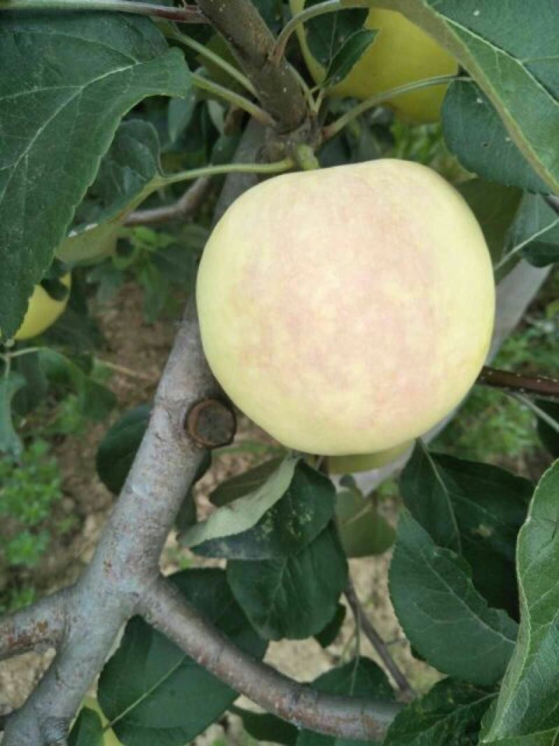 华硕苹果75mm以上膜袋