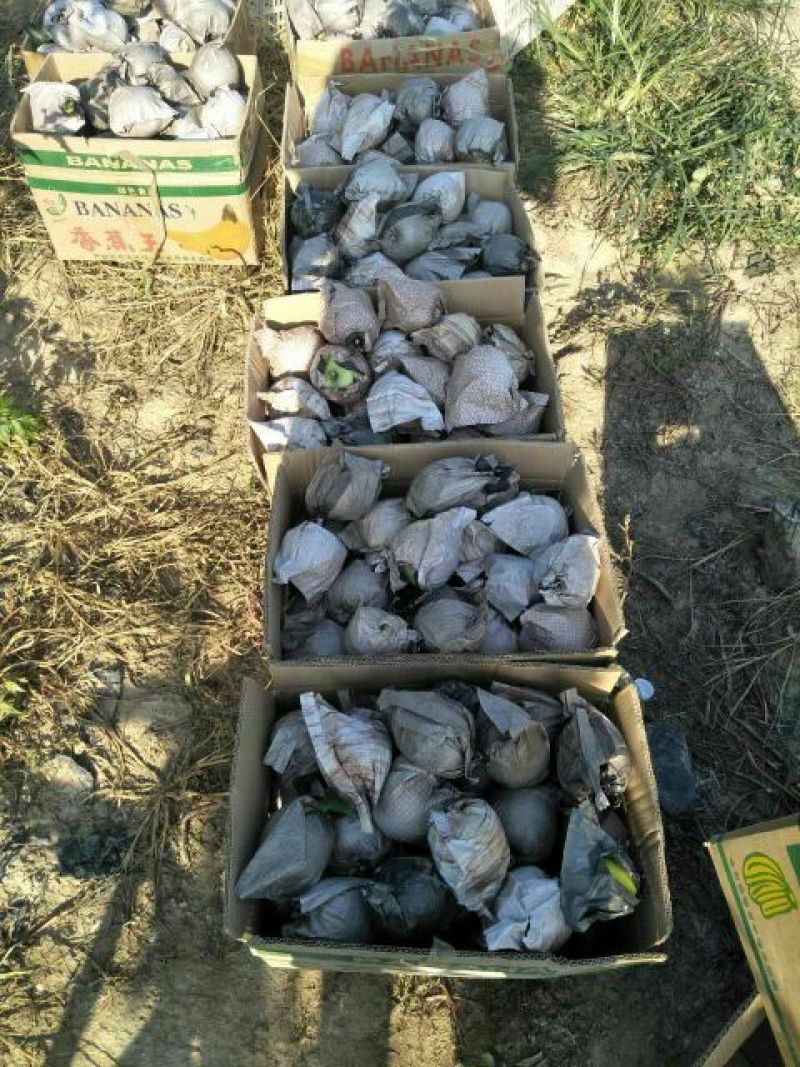 华硕苹果75mm以上膜袋