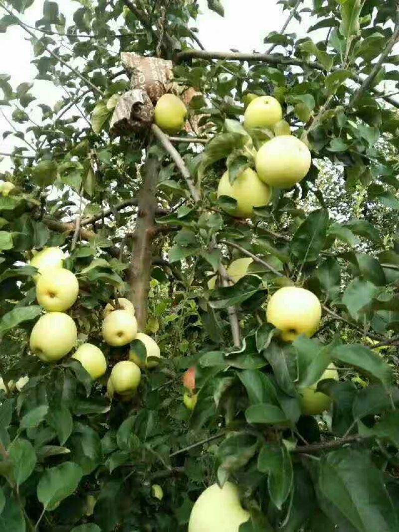 华硕苹果75mm以上膜袋