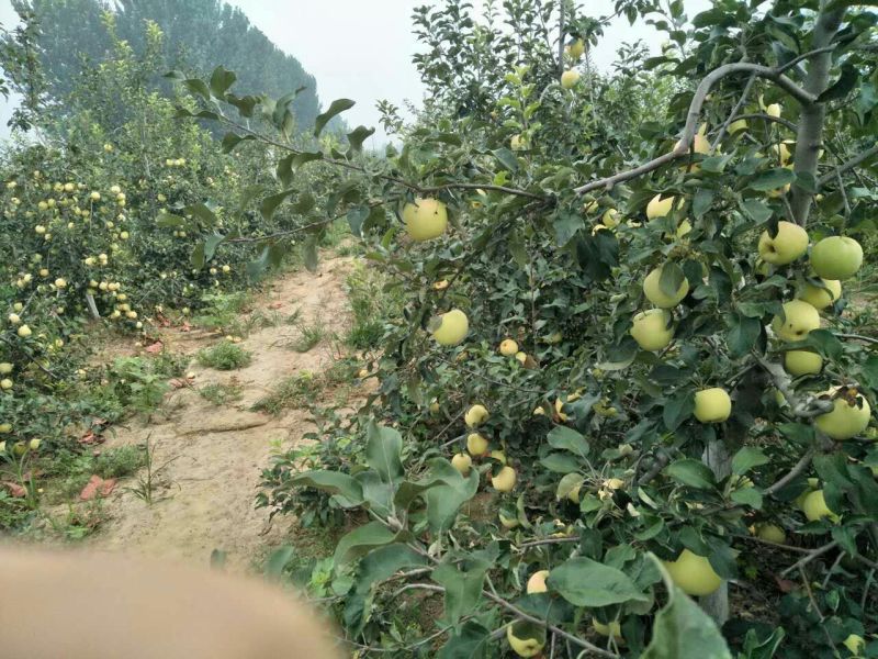 华硕苹果75mm以上膜袋