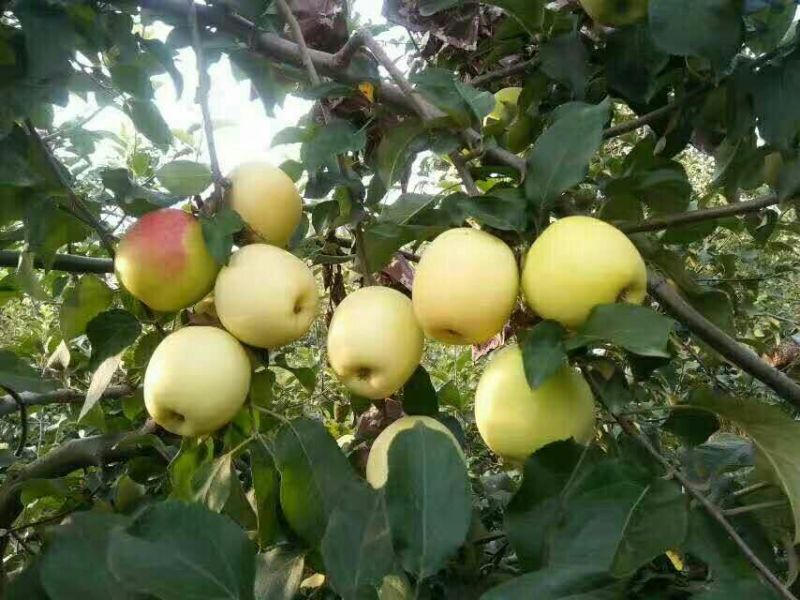 华硕苹果75mm以上膜袋