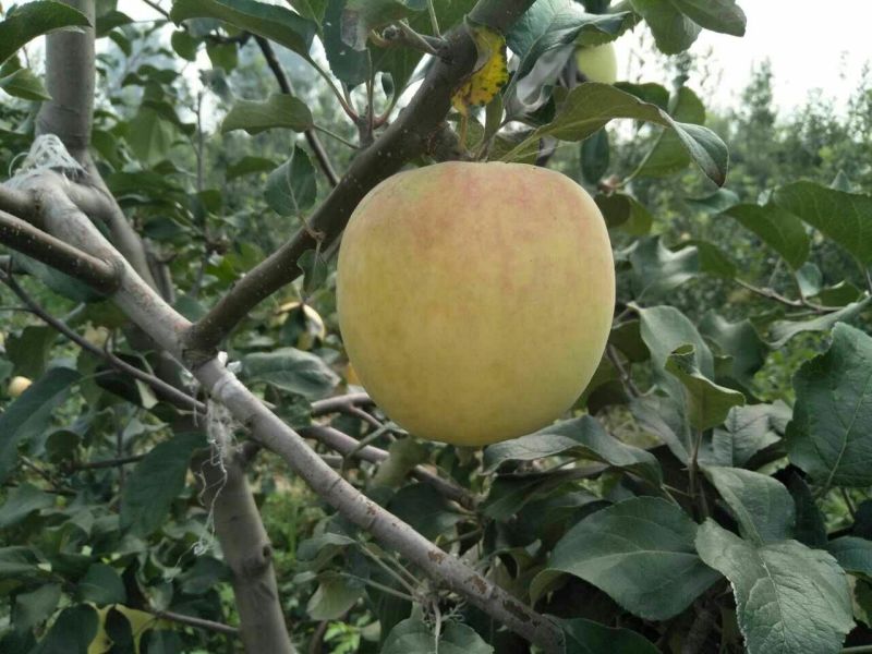 华硕苹果75mm以上膜袋
