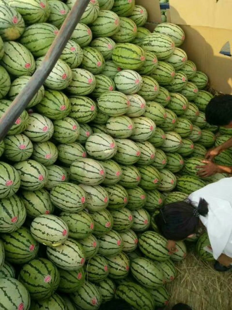 西瓜金花一号沙漠一号双红瓤口感甜度高皮薄