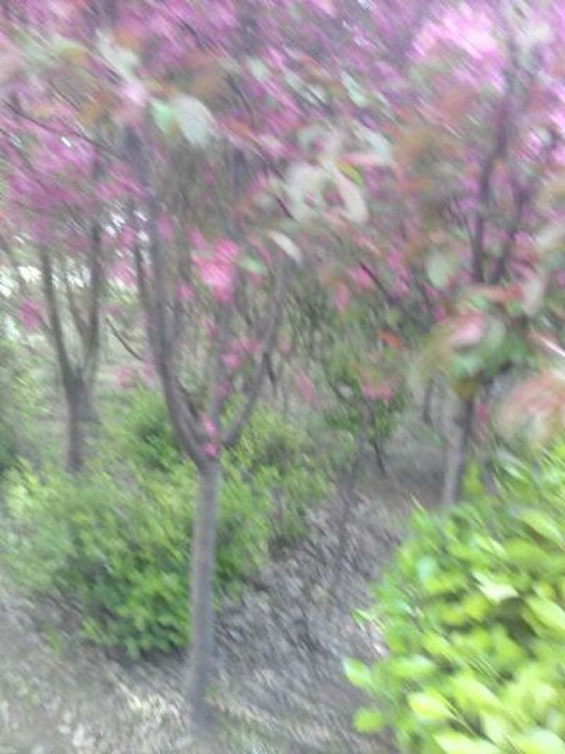 海棠10~12cm8~10cm8~10cm