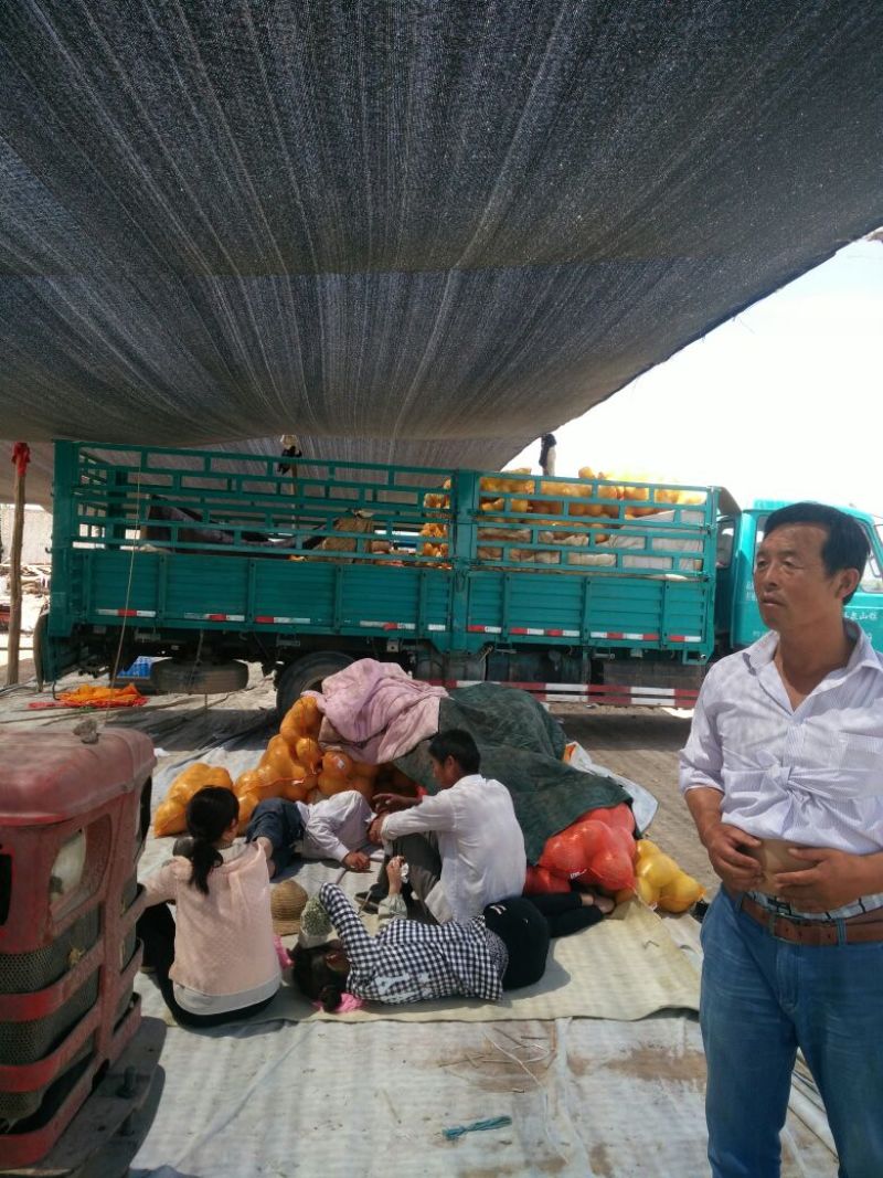 民勤县甜瓜蜜瓜（金红宝，银帝，西州密，南瓜）支持一件代发