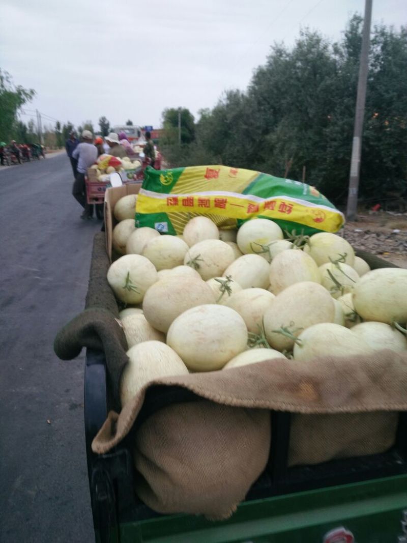 民勤县甜瓜蜜瓜（金红宝，银帝，西州密，南瓜）支持一件代发