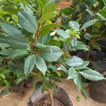 茶花树20~30cm