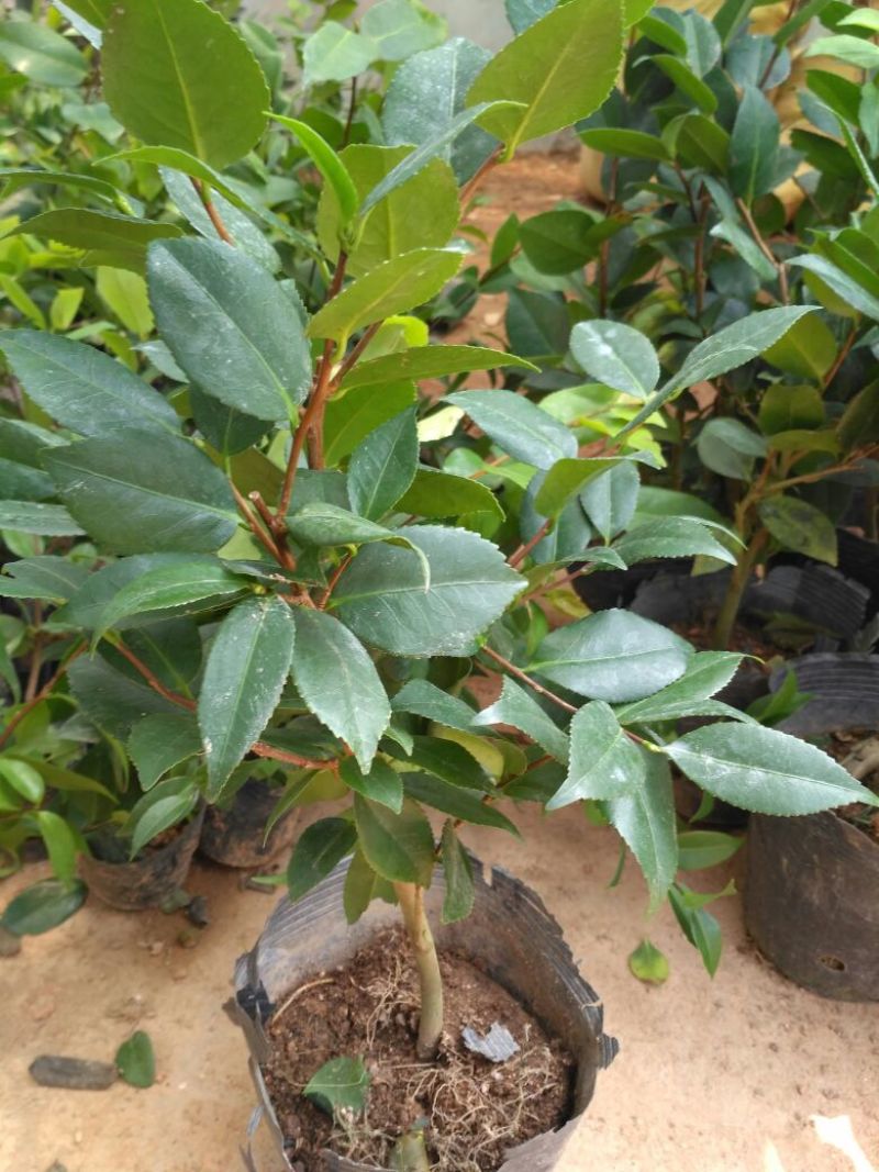 茶花树20~30cm