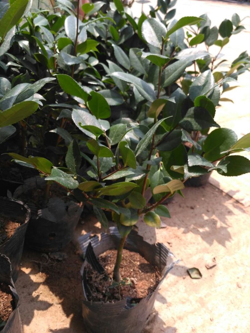 茶花树20~30cm