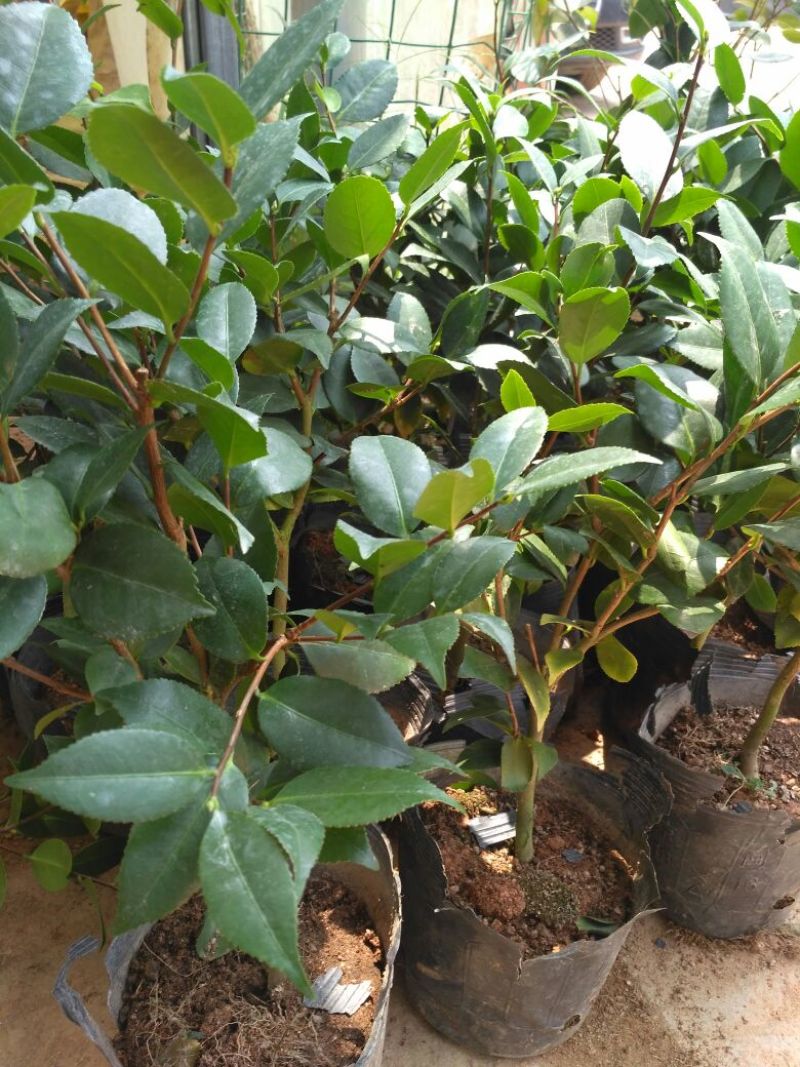 茶花树20~30cm