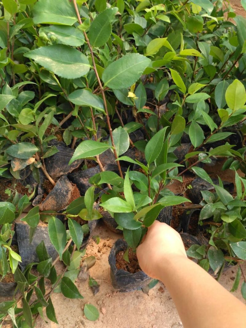 茶花树20~30cm