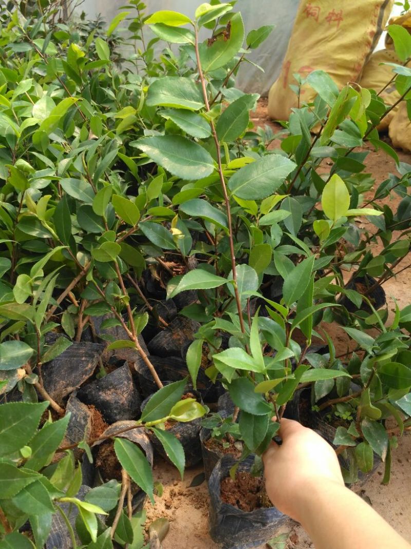 茶花树20~30cm